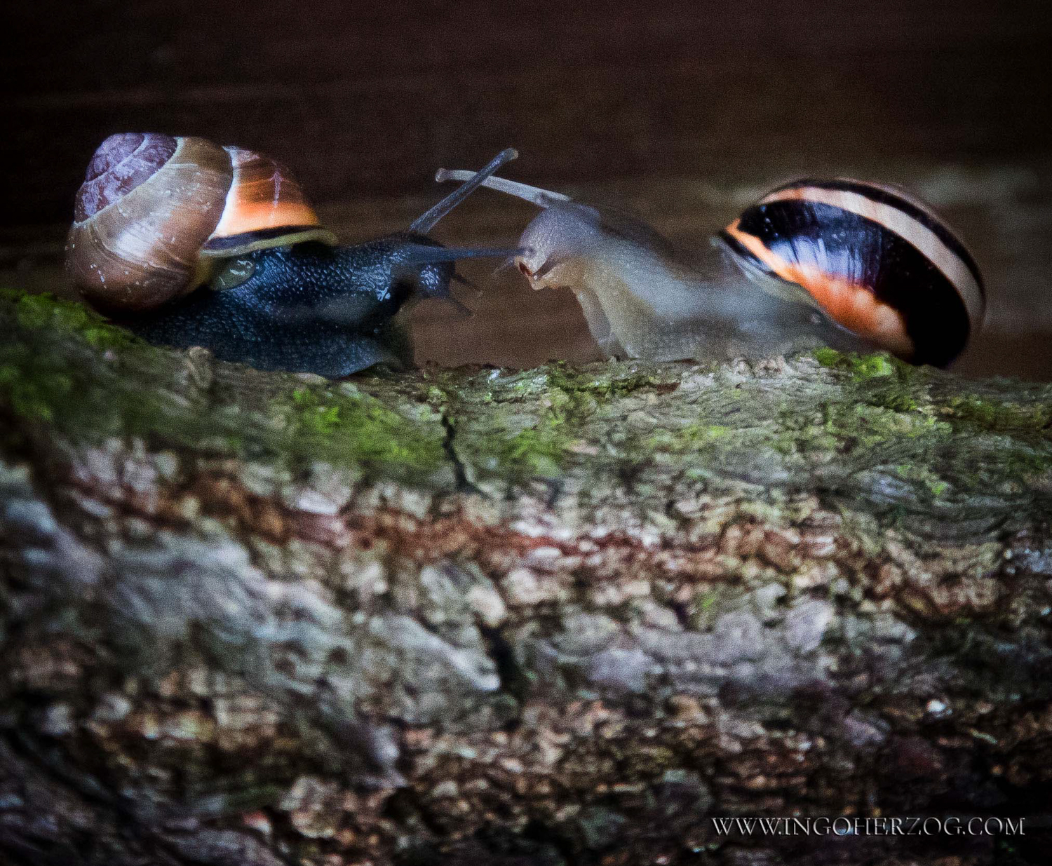 Schneckenkampf zuhause