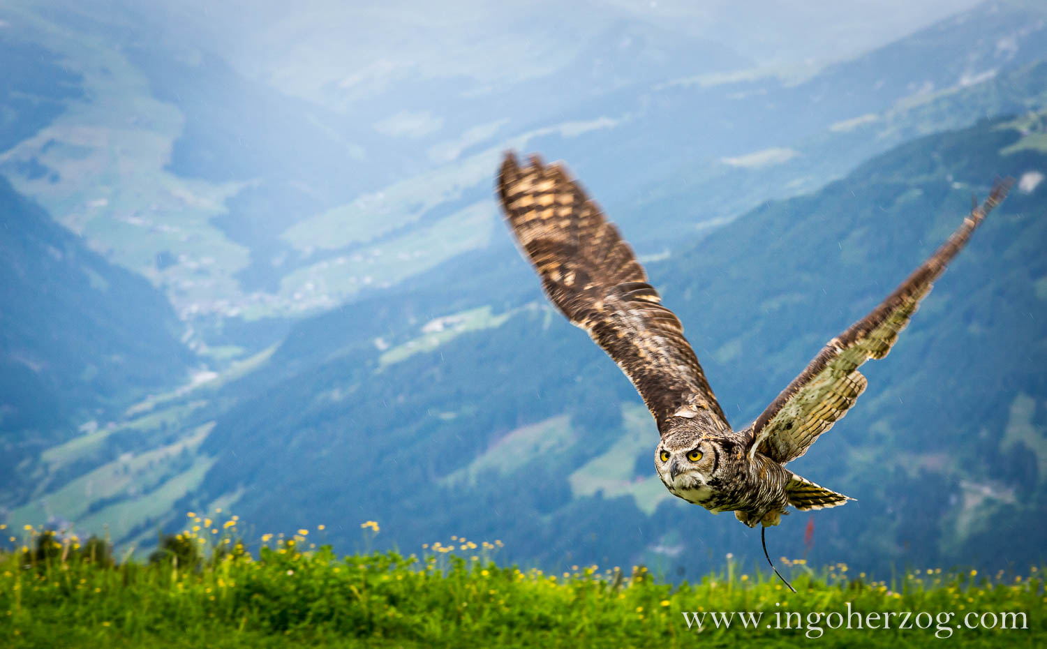 Greifvögel in den Alpen